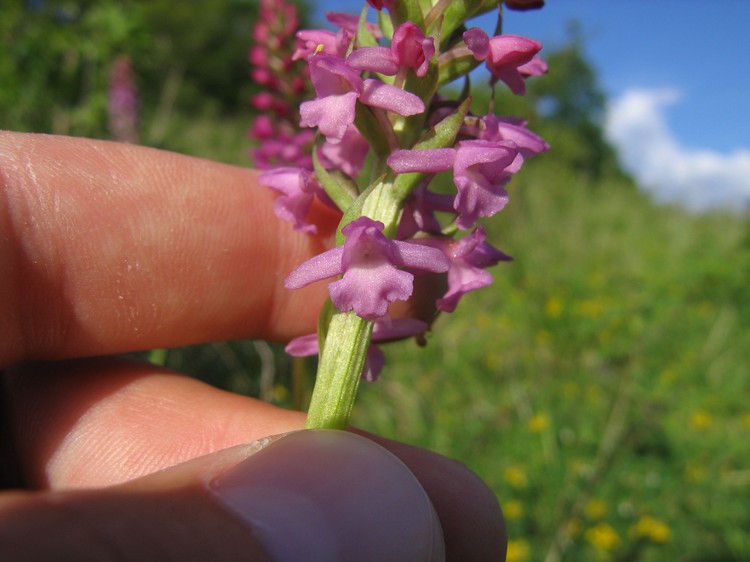Gymnadenia conopsea